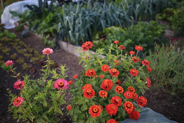 Zinnias add lovely colour