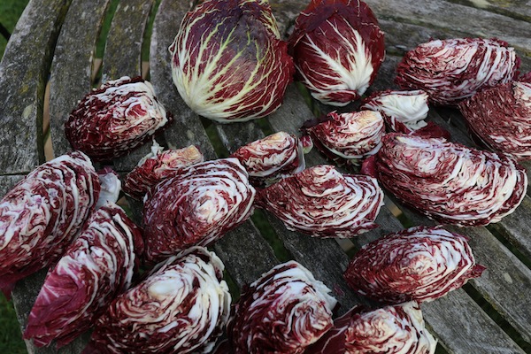 Chicory hearts (radicchio)