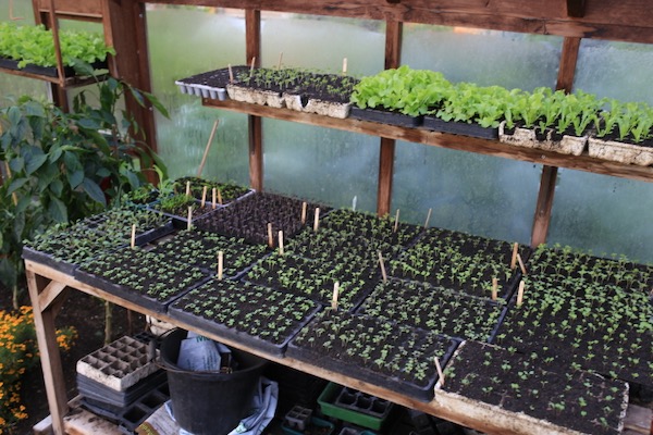 Salad seedlings in modules