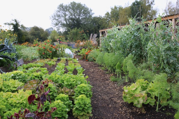 Lettuce and peas resist some frost