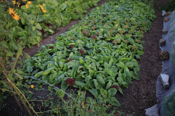 Spinach was interplanted five weeks earlier
