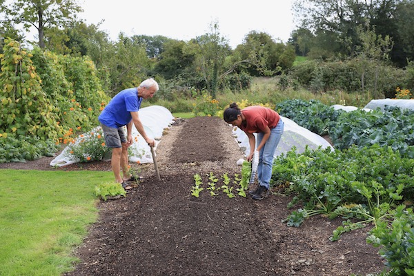 Transplanting lettuce one month old