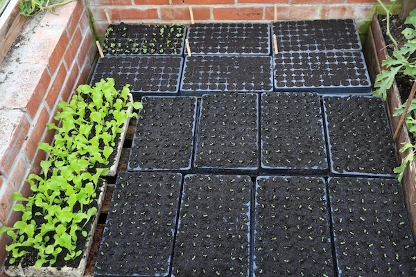Lettuce seedlings pricked into modules