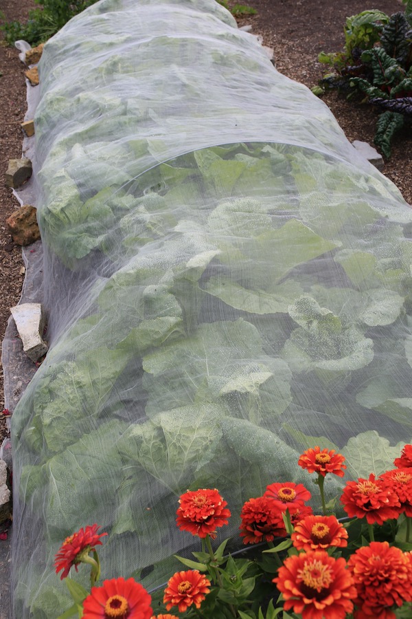 Same plants just five weeks later