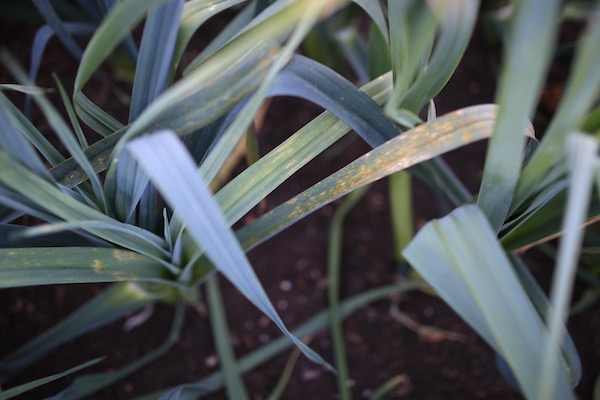 Rust on older leek leaves