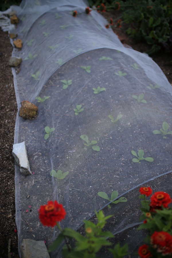 Chinese cabbage are three weeks old