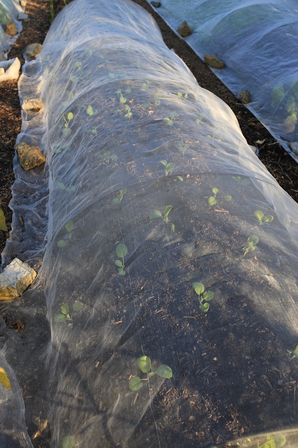 Spring cabbage transplants of three days earlier