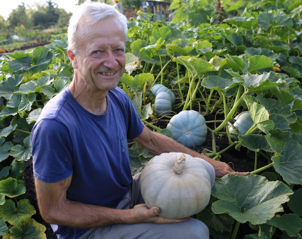 Crown Prince squash in summer