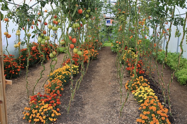 Polytunnel 28th September, still harvests to come