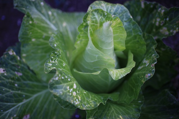 White blister fungus on outer cabbage leaves