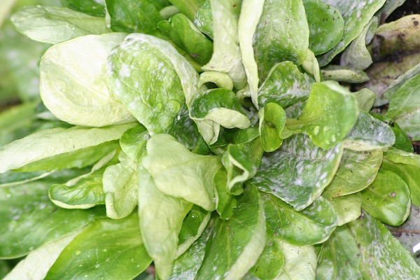 Mildew on lambs lettuce from dry conditions