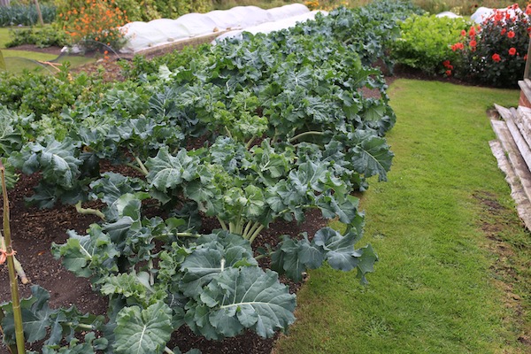 Same broccoli on 28th September