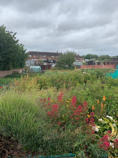 The Wheaton's new allotment all overgrown in June