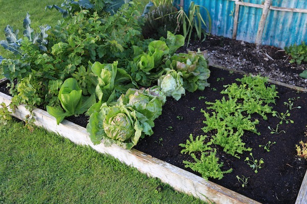 One bed intensively cropped all year