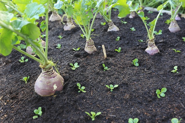 New planting 13th October of lambs lettuce or corn salad