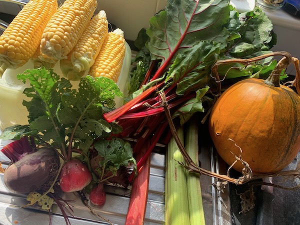 New no dig allotment produce September 2020