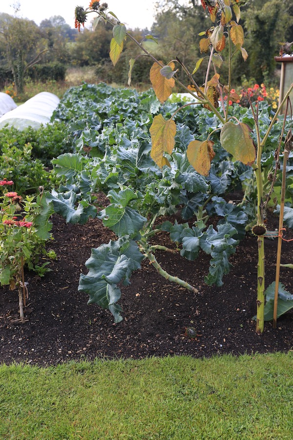 Broccoli for spring, sown June