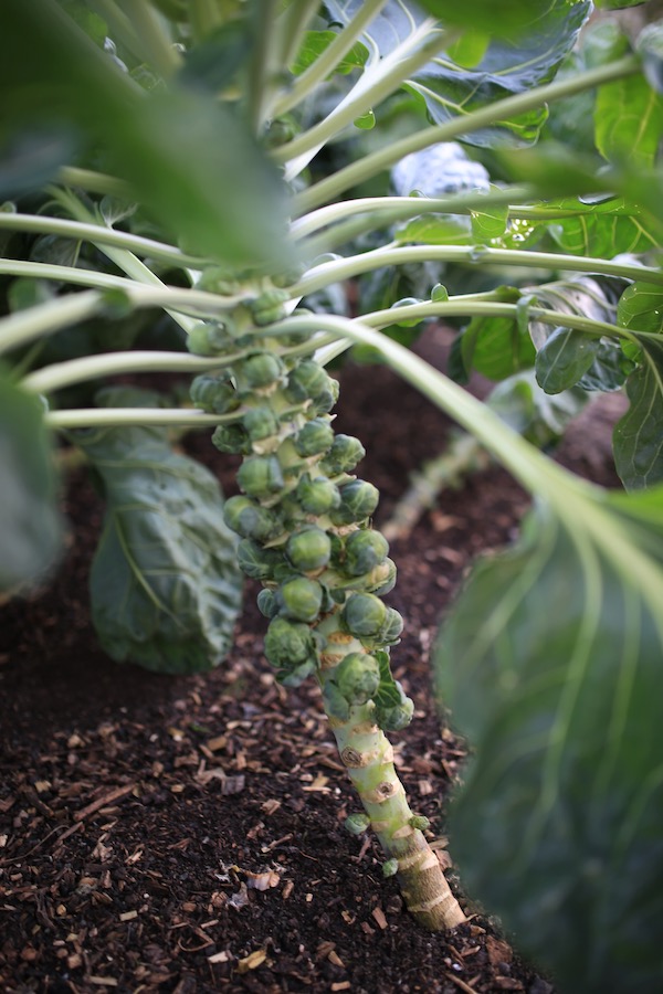 Brussels Trafalgar, sown May