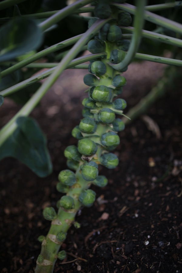 Brussels Brodie, sown May and transplanted June among carrots