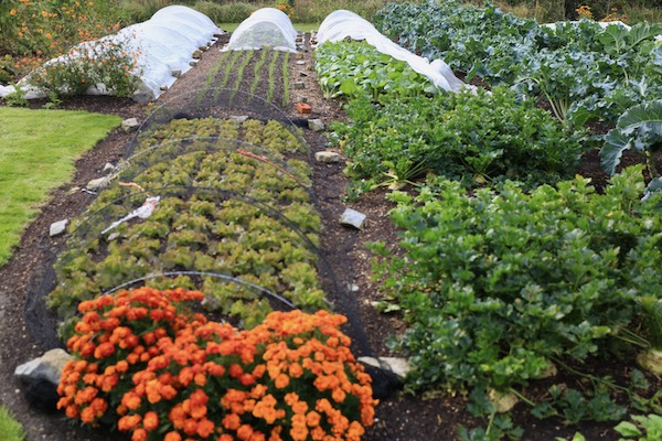 Lettuce and spring onions