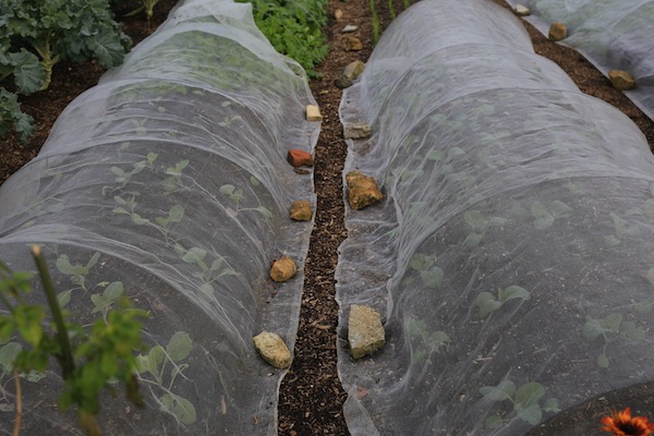 Cabbage for spring harvests