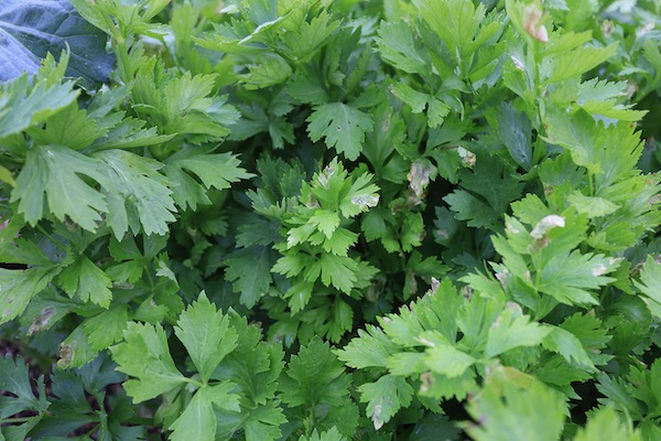 Septoria disease close up on celery