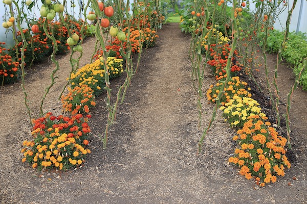 28th September polytunnel tomatoes marigolds