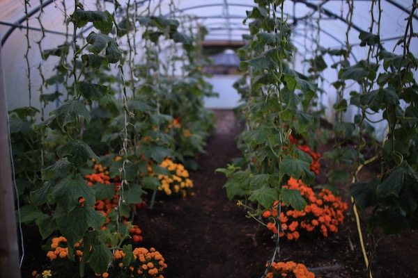 Polytunnel other end early October with cucumbers