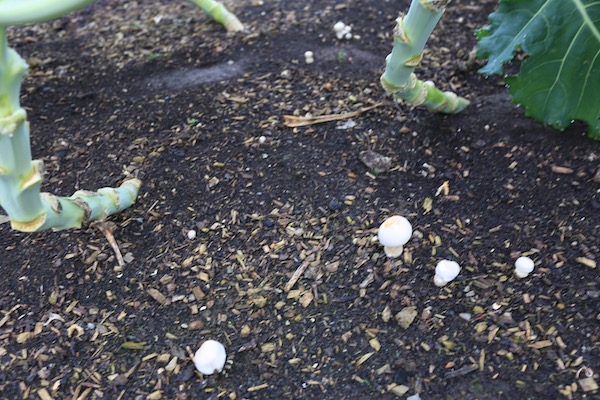 New mushrooms under broccoli