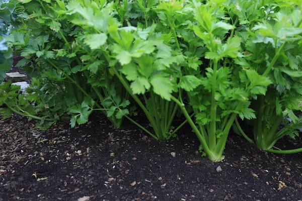 Septoria on celery leaves