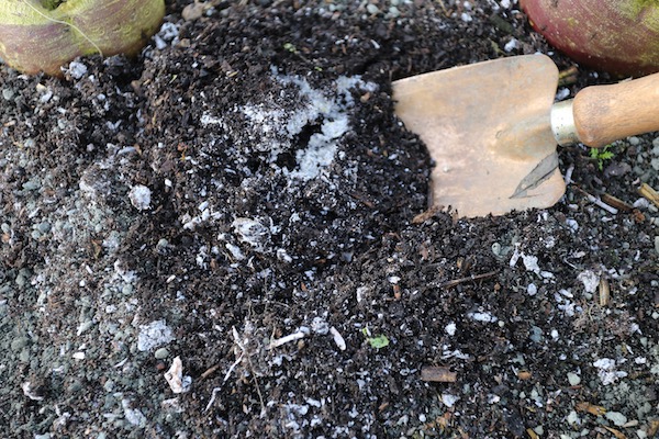 White mycelia no dig soil