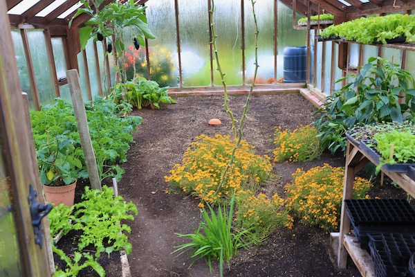 After clearing most tomatoes and marigolds