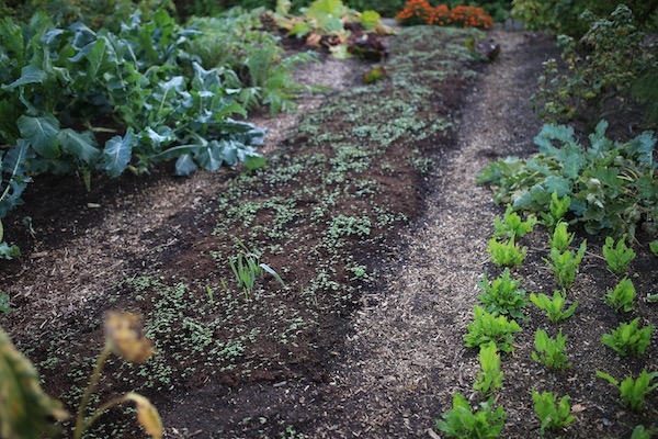 Home saved mustard seeds