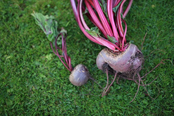 Misshapen Boltardy beetroots