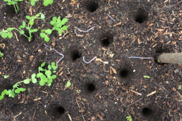 Earthworms close to the surface in autumn
