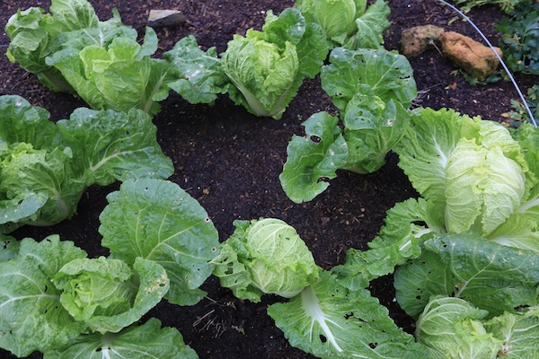 Chinese cabbage 88 days since sown and good hearts