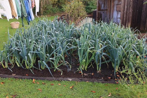 Leeks transplanted July after potato harvest