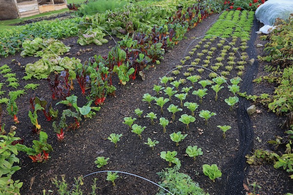 Lettuce and endive growing smaller