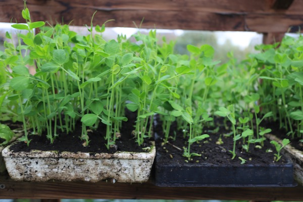 Successful pea seedlings in shallow modules