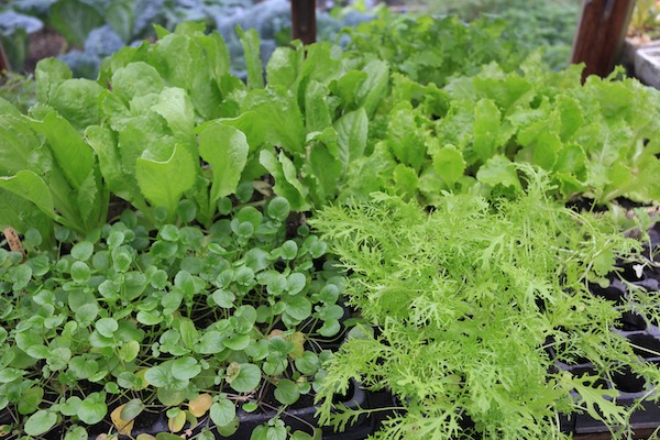 Salad plants in modules. sown 6-7 weeks ago