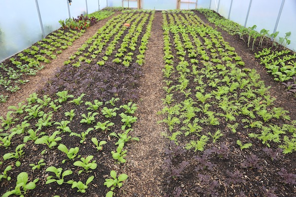 Salad plants polytunnel, for winter harvests