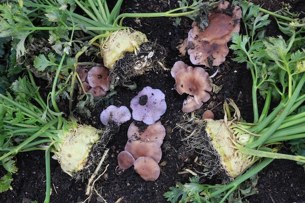 Wood blewits mushrooms among the celeriac