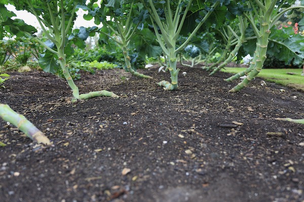 Mushrooms under the broccoli plants