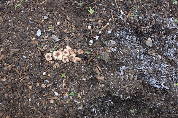Mycelial whiteness in the soil of my carrot bed