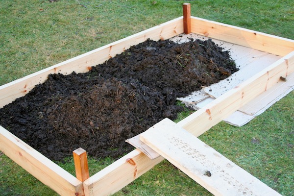 Filling the base layer of a new bed with old manure