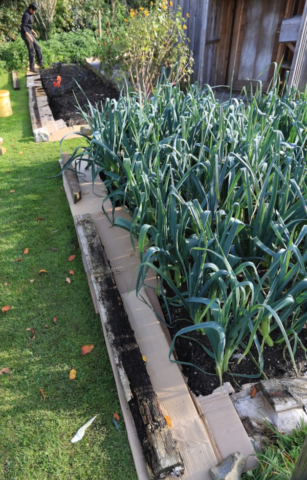 We laid cardboard all along the bed