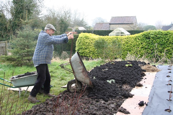 I am spreading finer bought compost on the old manure, creating a new no dig bed