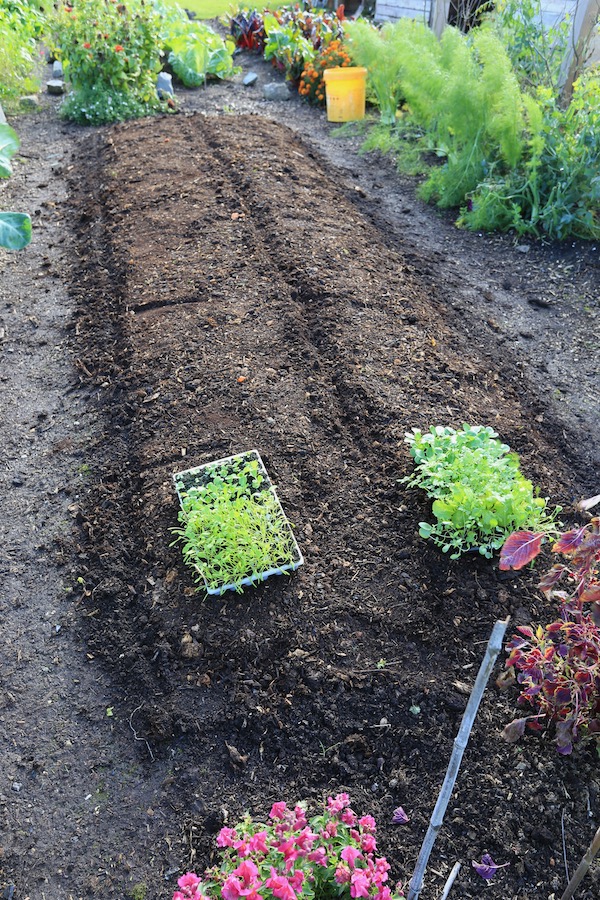 Bed cleared of lettuce and covered with compost