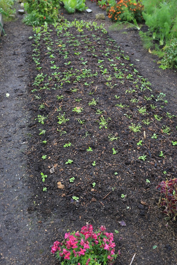 New planting of lambs lettuce, chervil, Claytonia, coriander