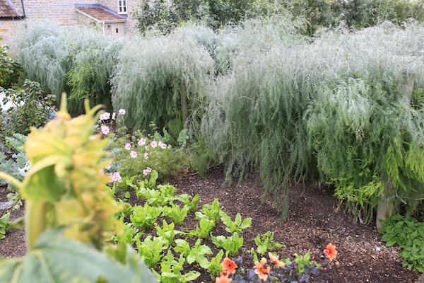 The asparagus on 3rd September